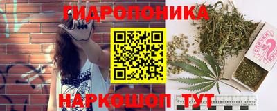 крисы Можга